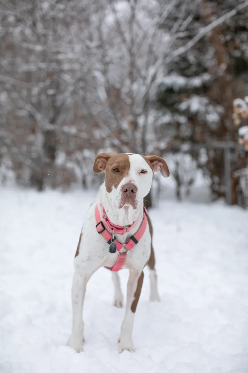 Rescue Photography in 2020, photo 17 of 89