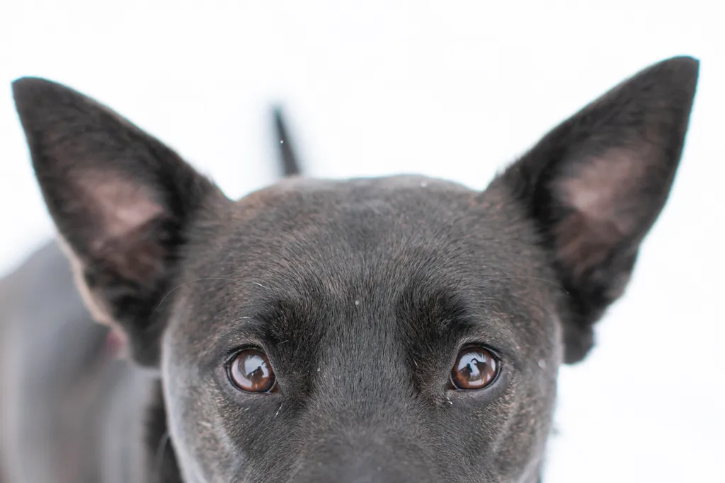 Rescue Photography in 2020, photo 10 of 89