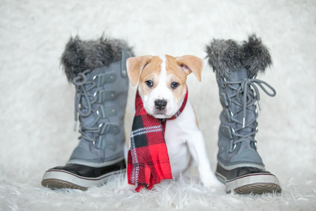 Rescue Photography in 2020, photo 19 of 89