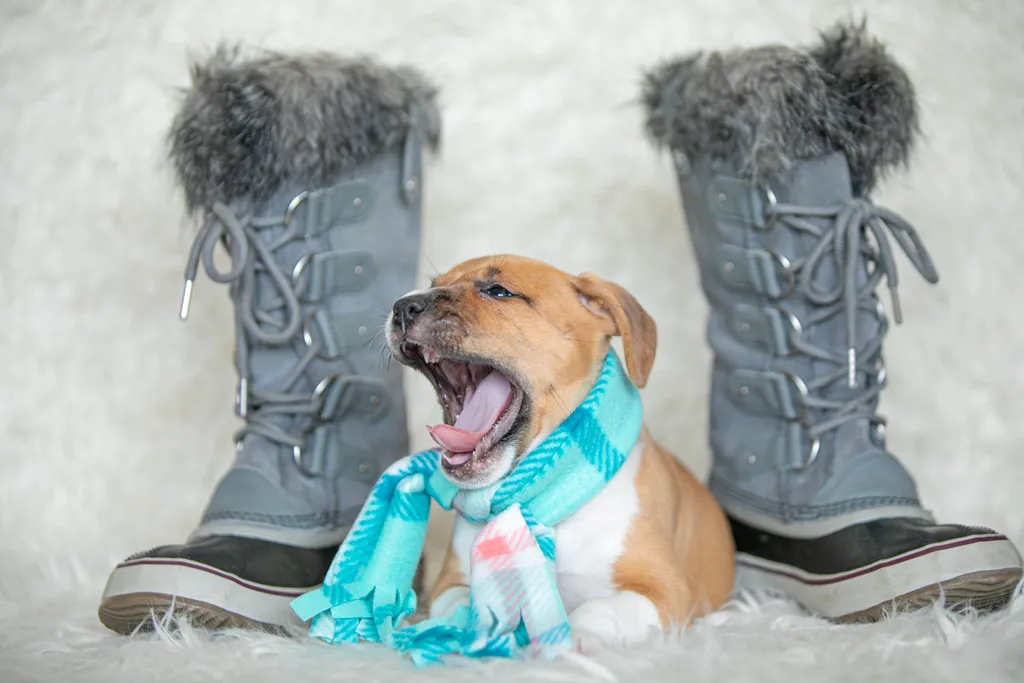 Rescue Photography in 2020, photo 21 of 89