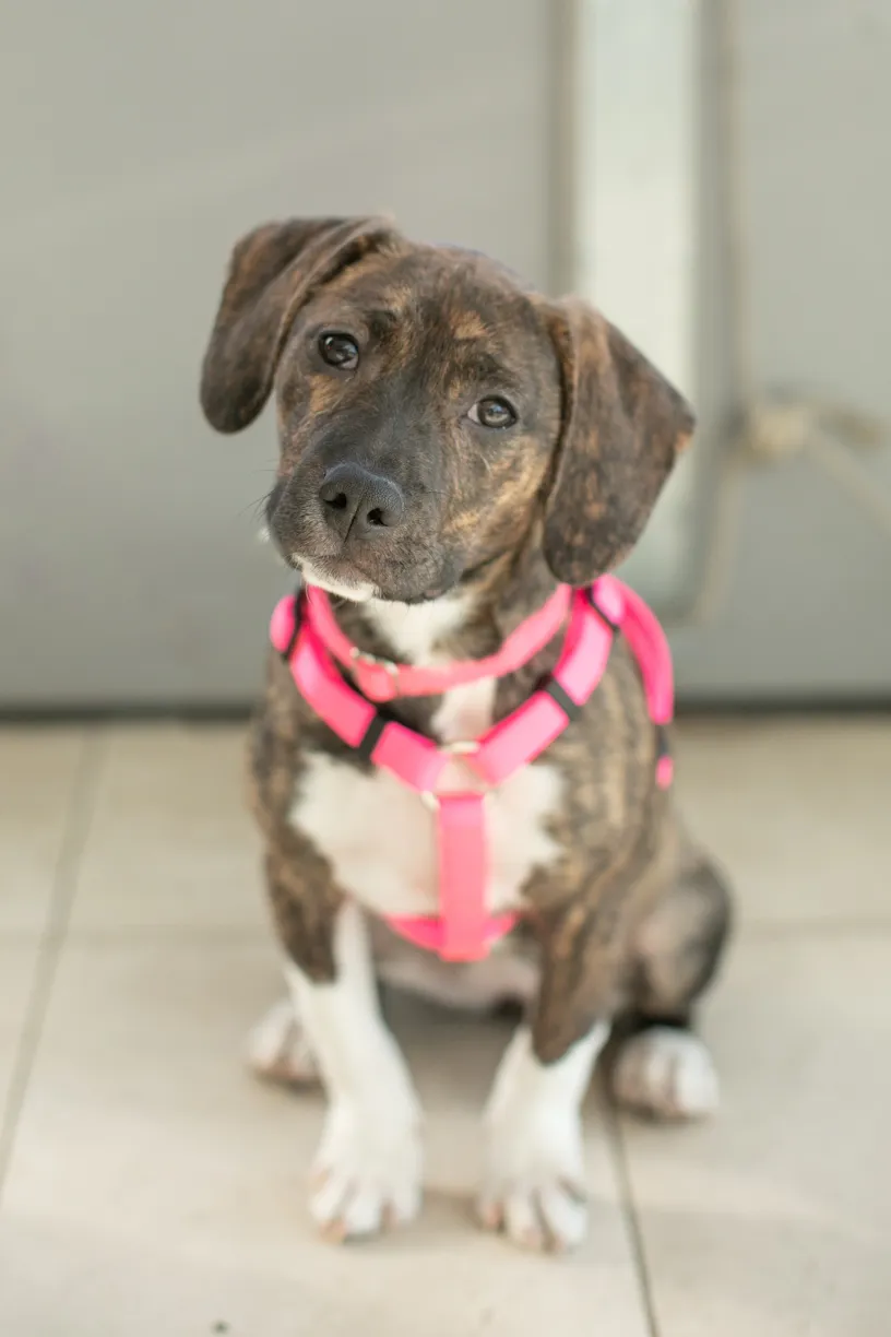Rescue Photography in 2020, photo 27 of 89