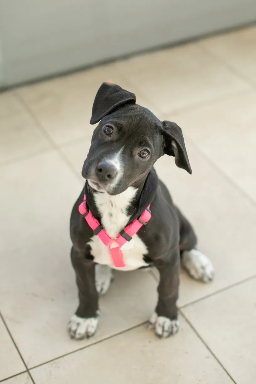 Rescue Photography in 2020, photo 28 of 89