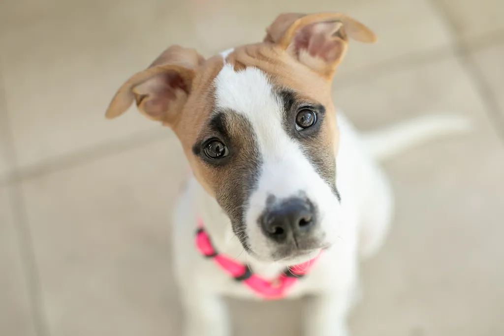 Rescue Photography in 2020, photo 31 of 89