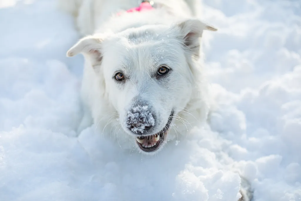 Rescue Photography in 2020, photo 33 of 89