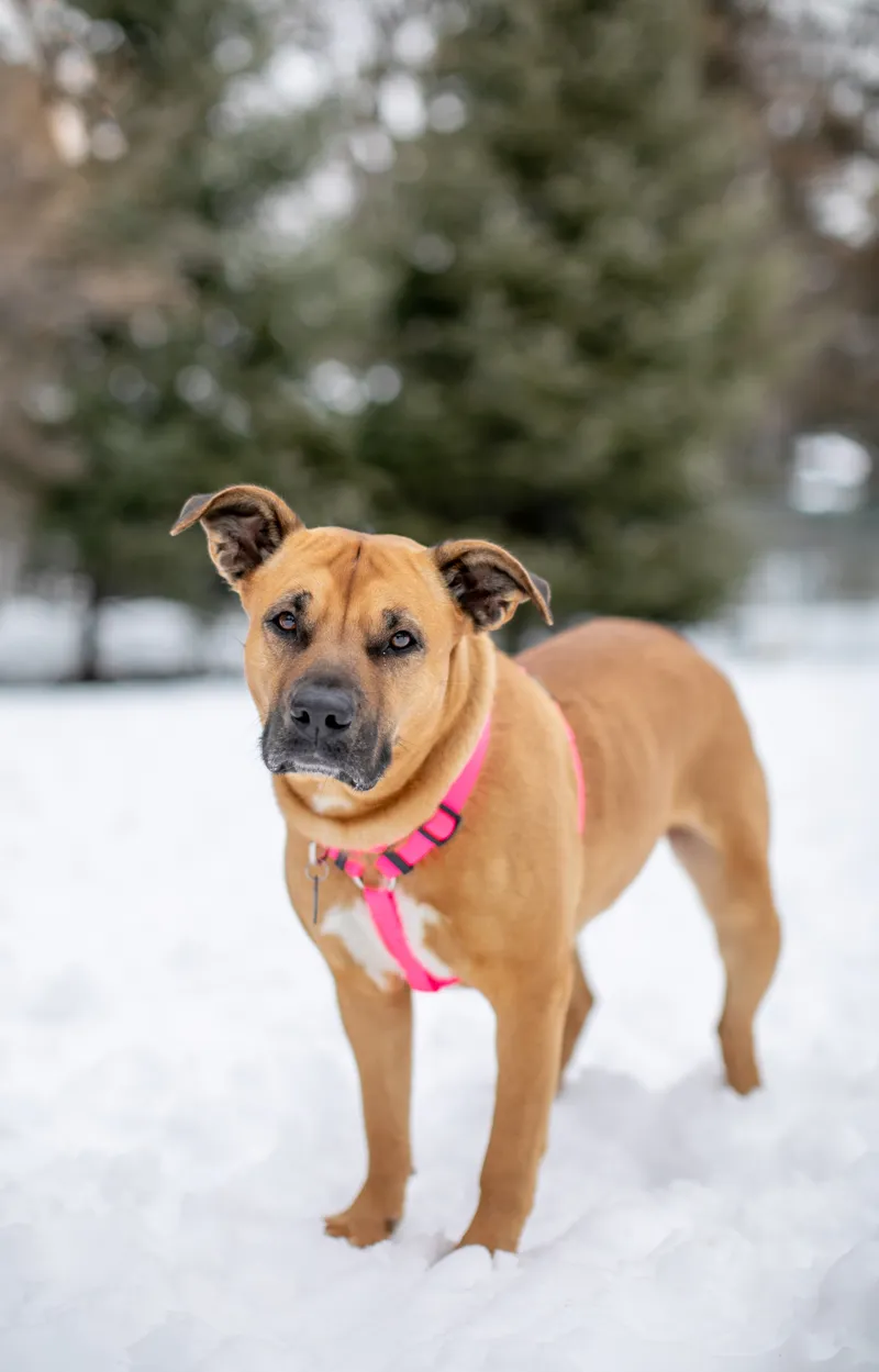 Rescue Photography in 2020, photo 29 of 89