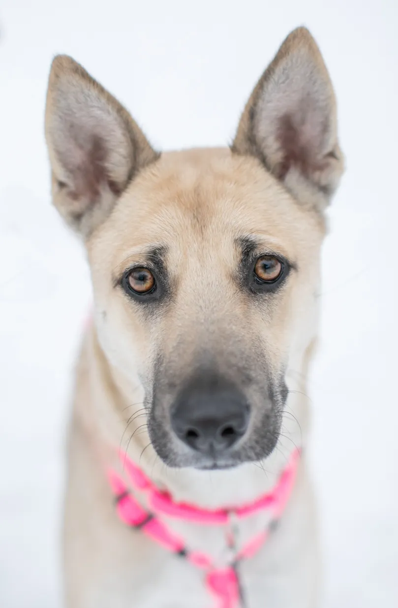 Rescue Photography in 2020, photo 30 of 89