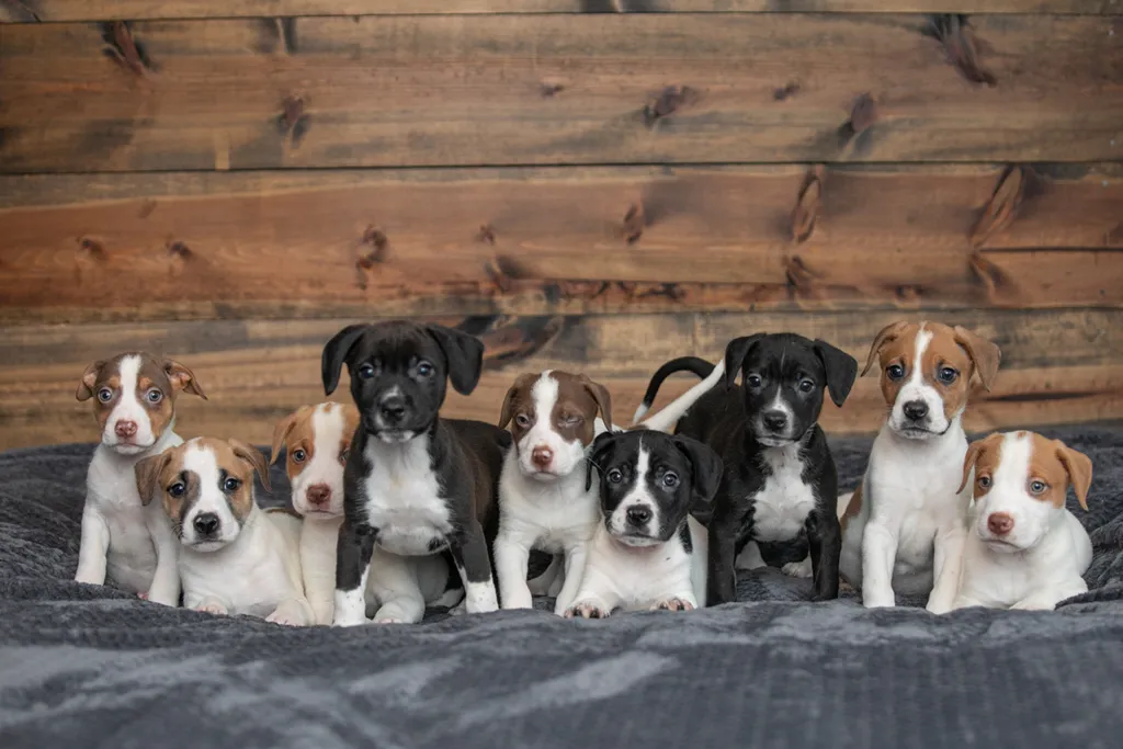 Rescue Photography in 2020, photo 2 of 89