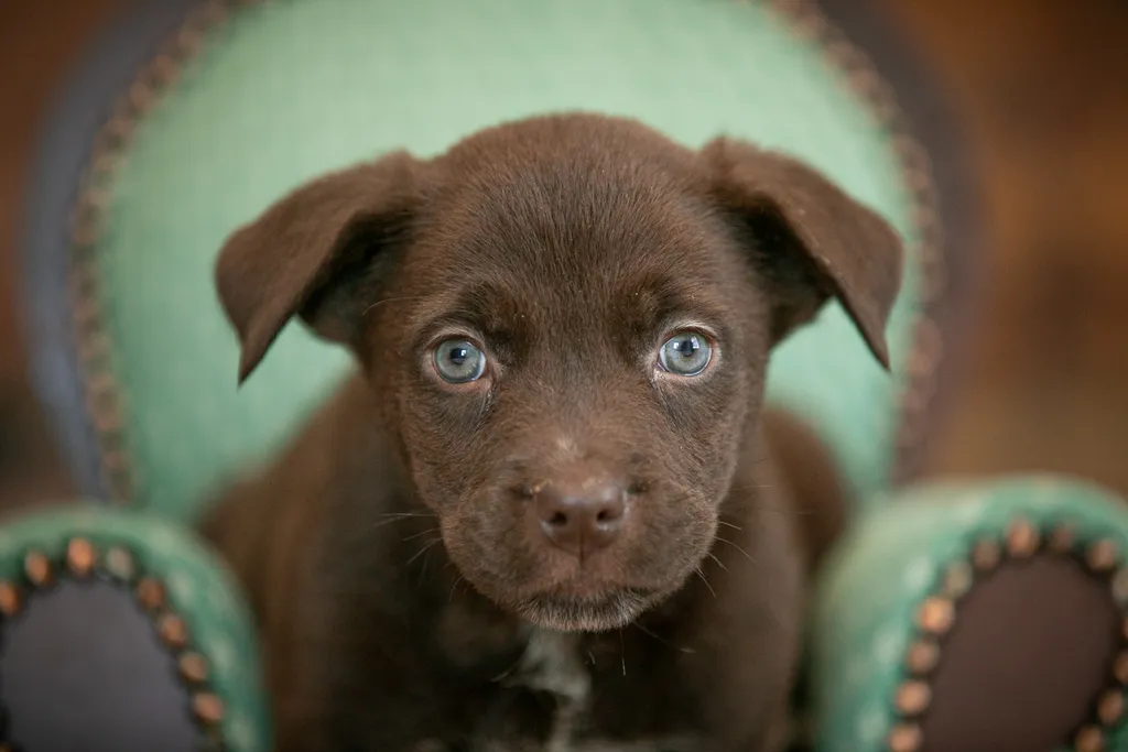 Rescue Photography in 2020, photo 39 of 89