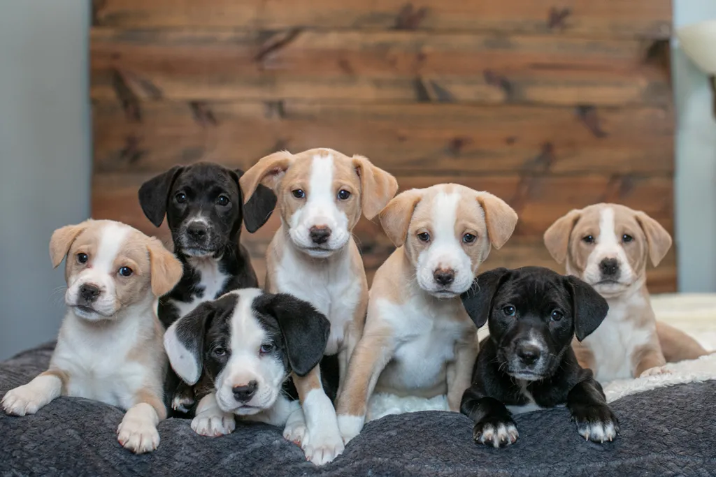 Rescue Photography in 2020, photo 41 of 89