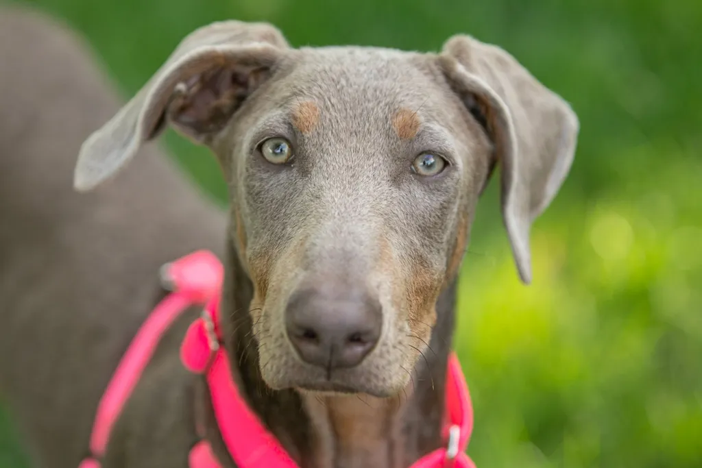 Rescue Photography in 2020, photo 44 of 89