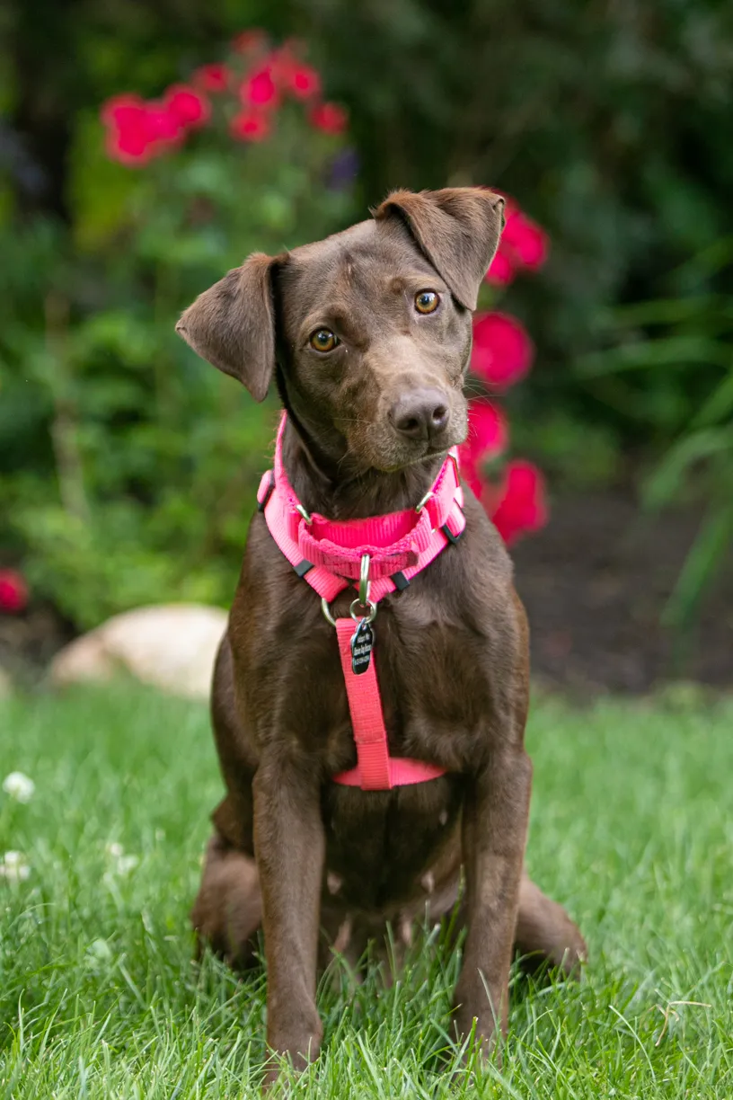 Rescue Photography in 2020, photo 47 of 89