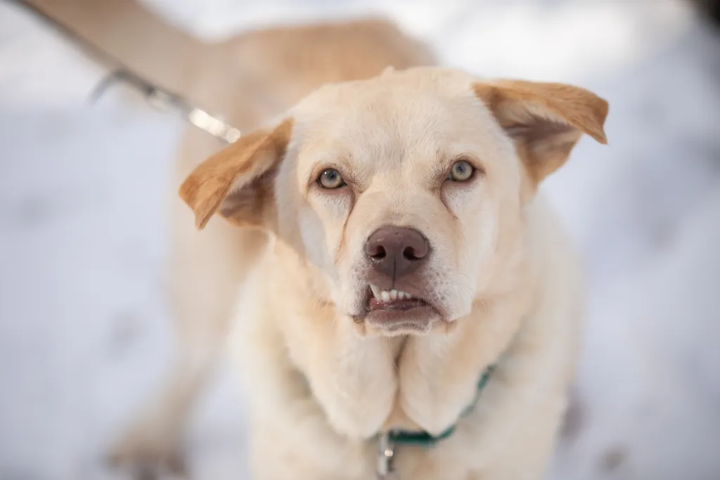 Rescue Photography in 2020, photo 4 of 89