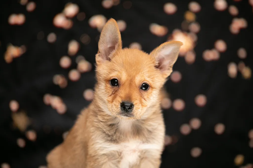 Rescue Photography in 2020, photo 7 of 89