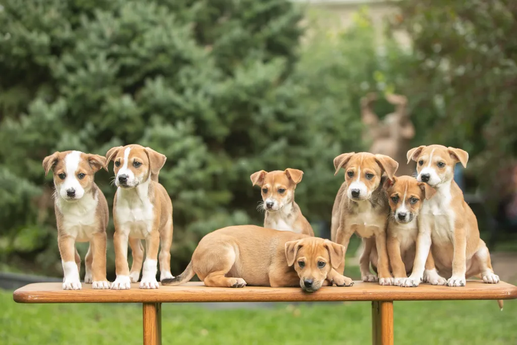 Rescue Photography in 2020, photo 63 of 89