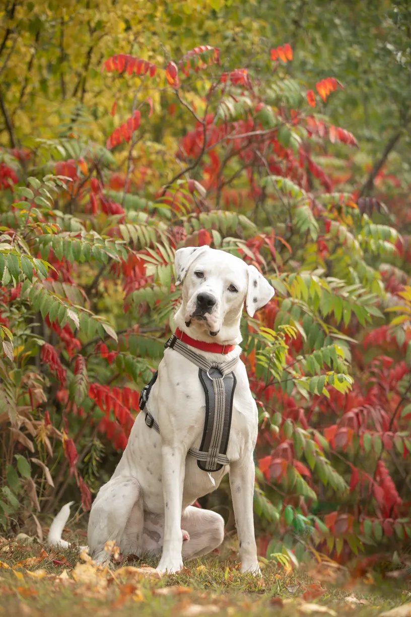Rescue Photography in 2020, photo 68 of 89