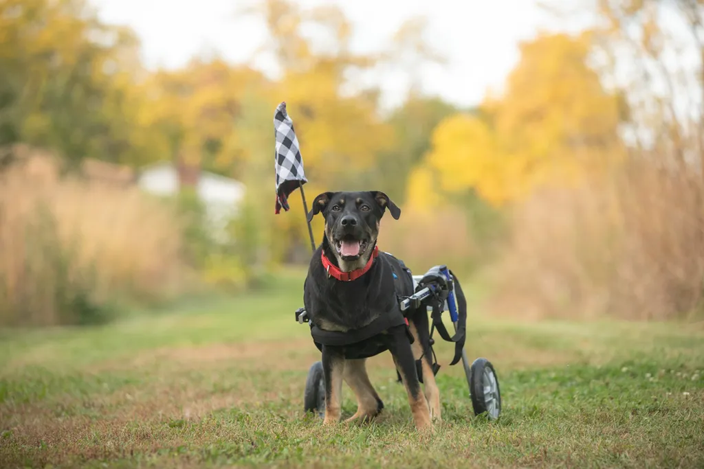 Rescue Photography in 2020, photo 70 of 89