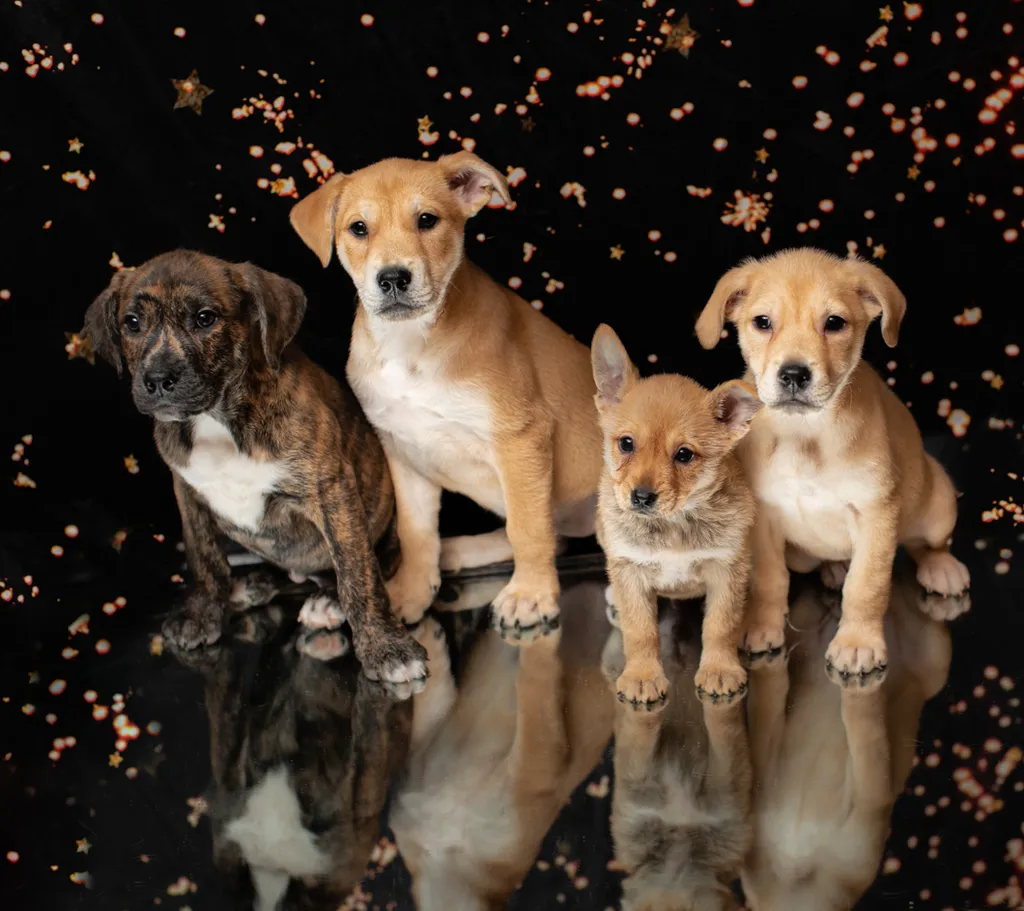 Rescue Photography in 2020, photo 8 of 89