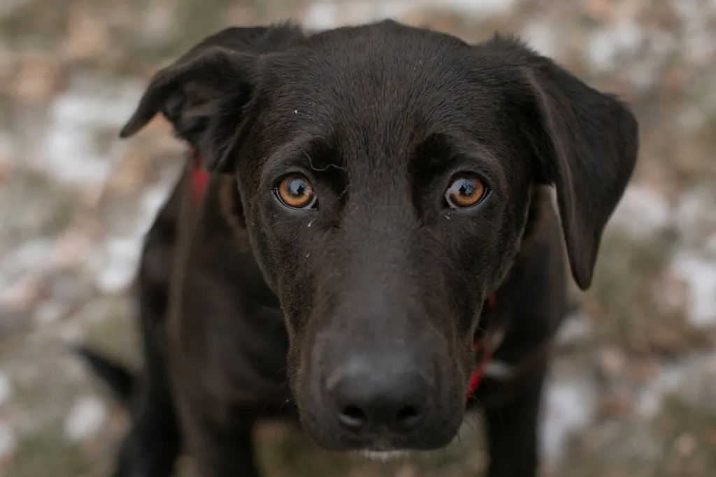 Rescue Photography in 2020, photo 86 of 89