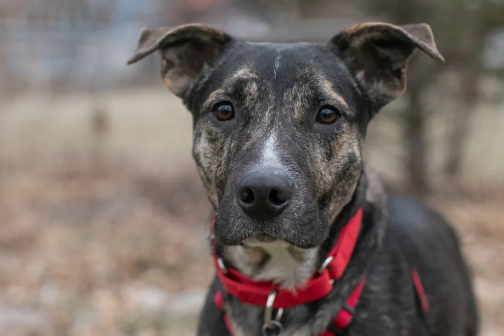 Rescue Photography in 2020, photo 88 of 89
