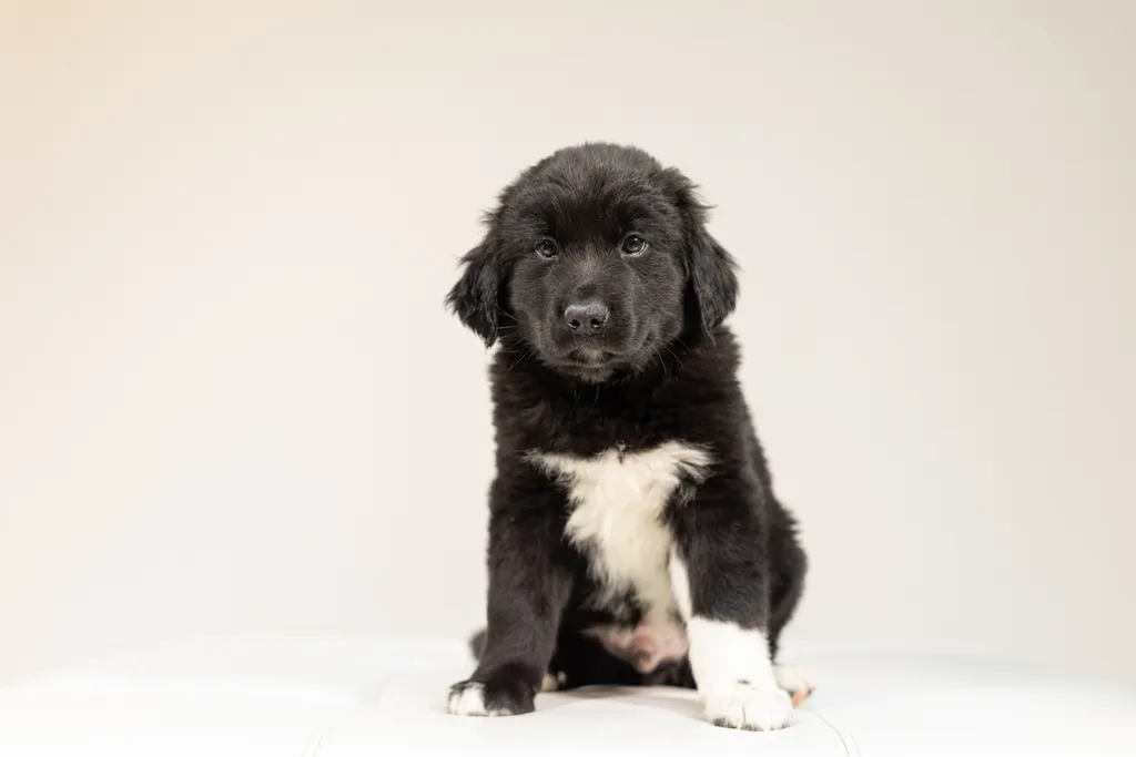 Rescue Photography 2022, photo 7 of 118