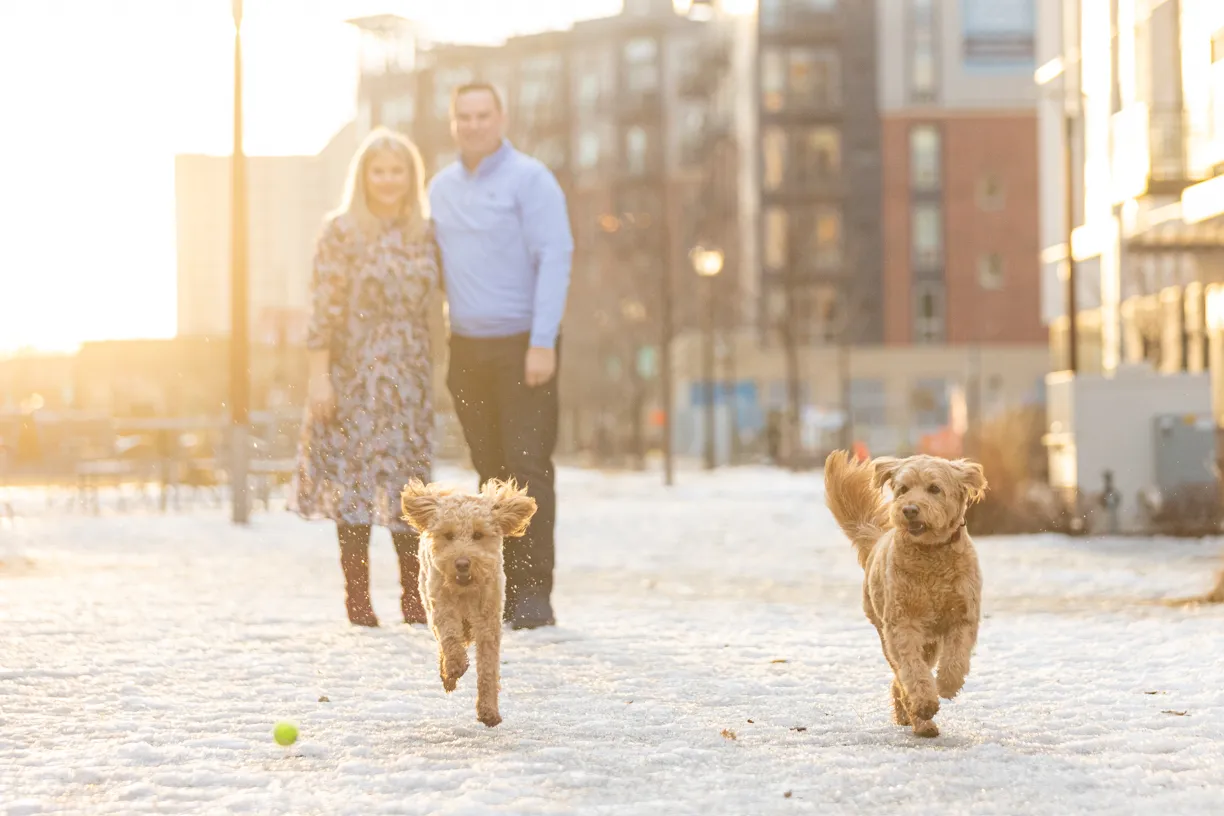 Couple walking two goldendoodles down a sunlit city path