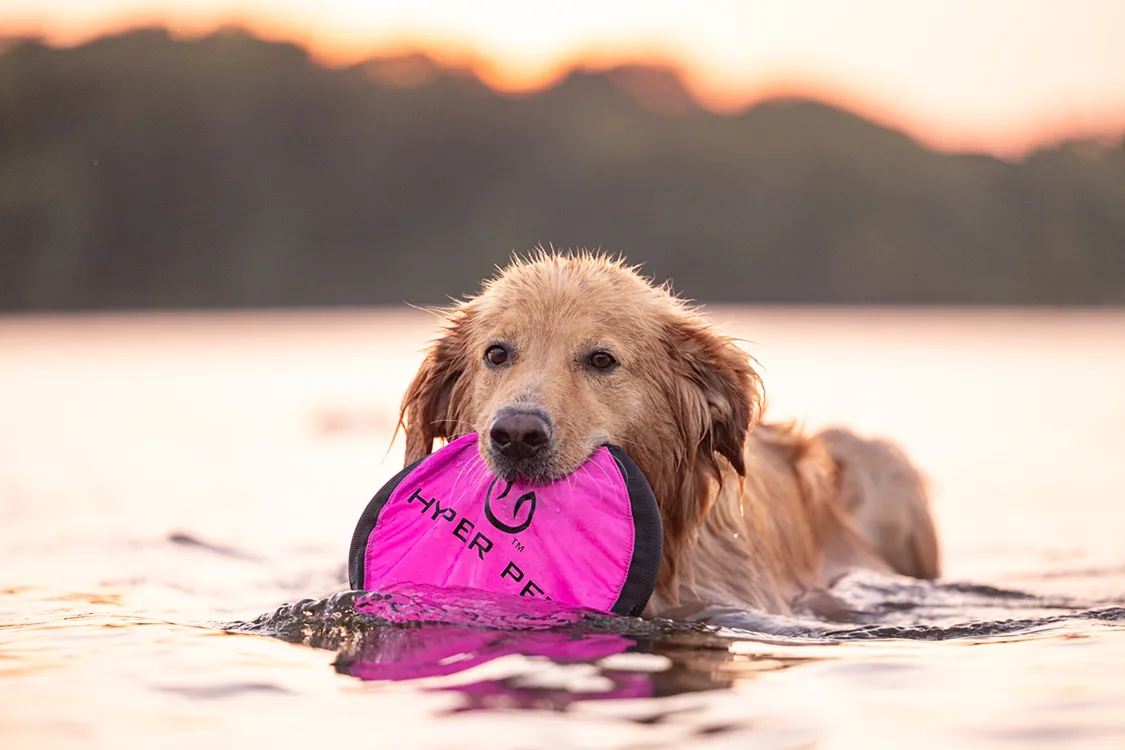Golden retriever swimming at sunset with a pink frisbee in its mouth