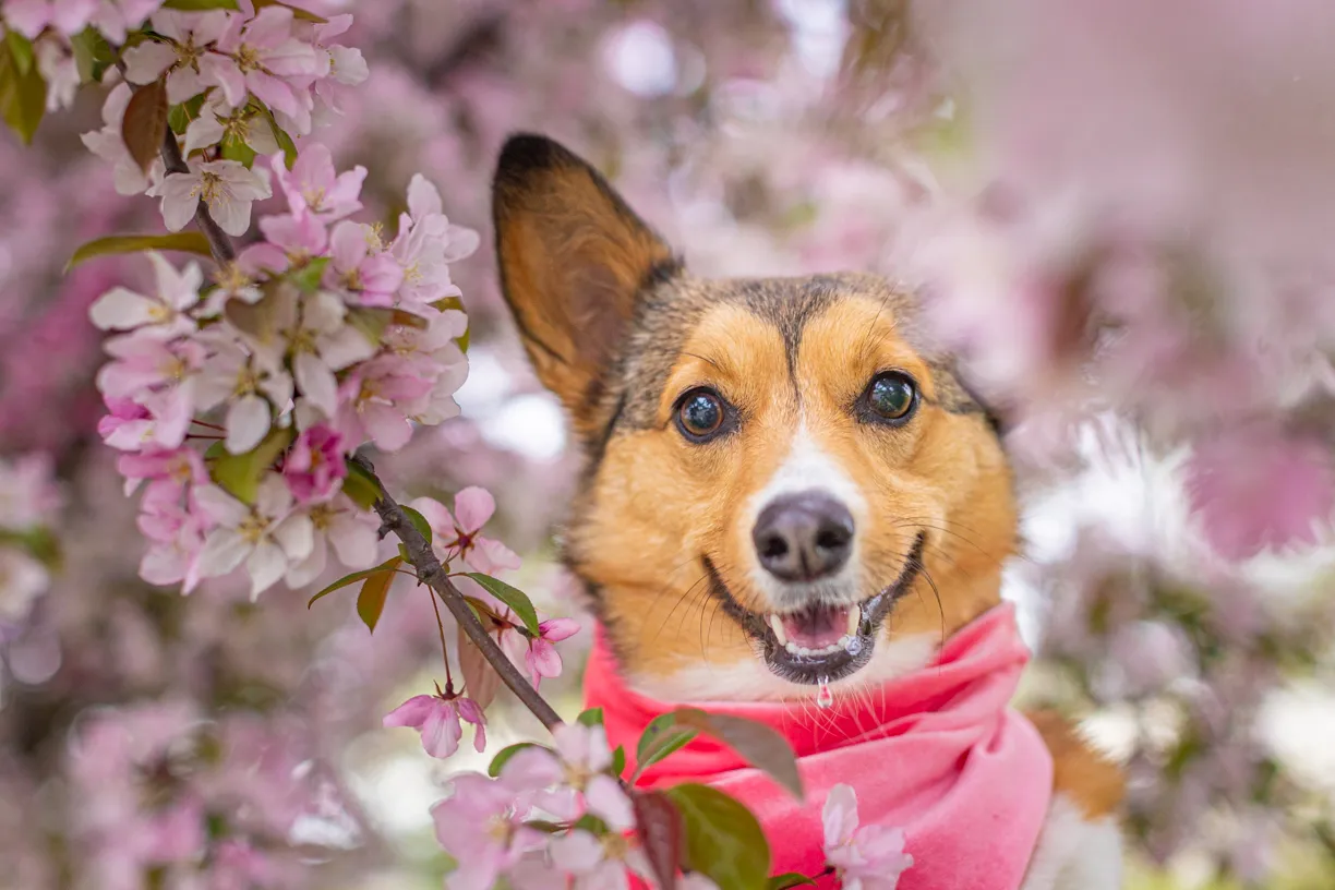 Corgi in a pink scarf peeking through crabapple blossoms