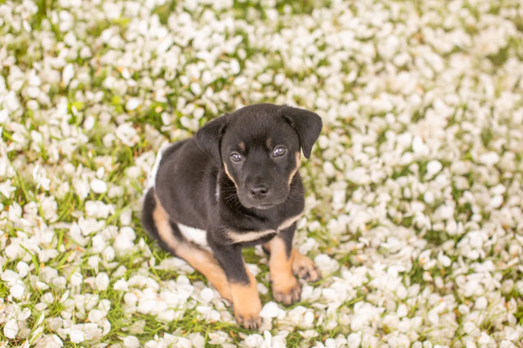 Survivor the rescue dog, photo 4 of 15