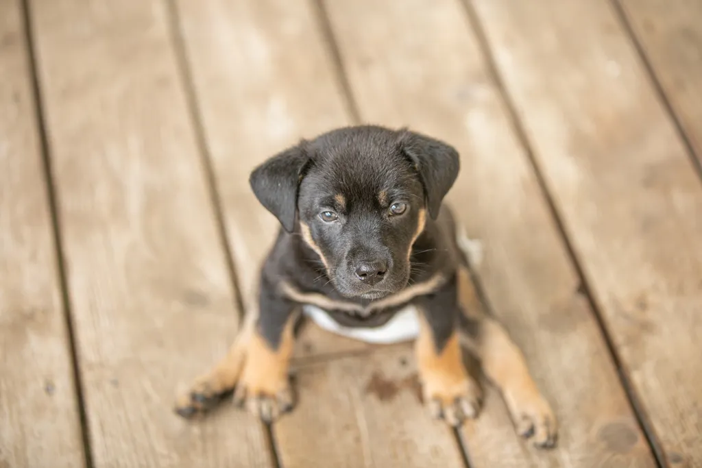 Survivor the rescue dog, photo 5 of 15