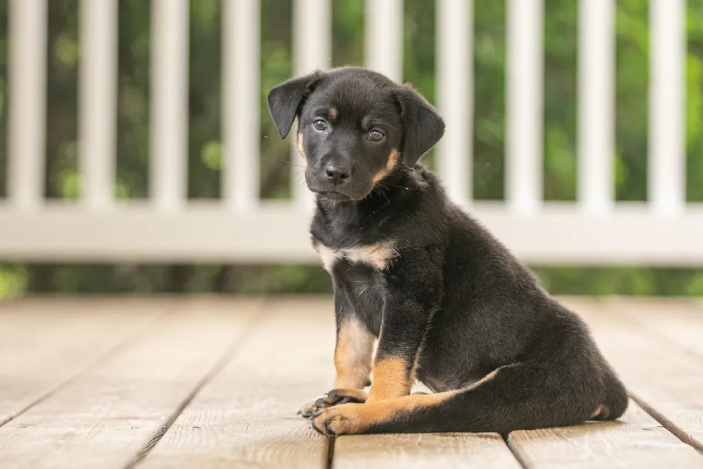 Survivor the rescue dog, photo 3 of 15
