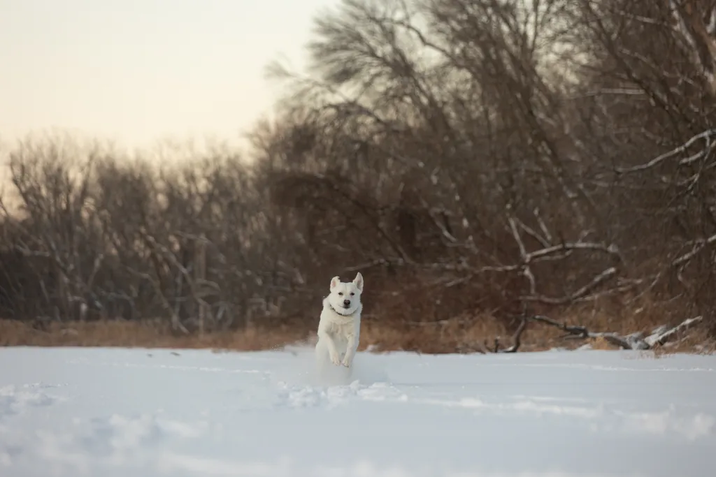 Sunrise Snowstorm session, photo 14 of 58