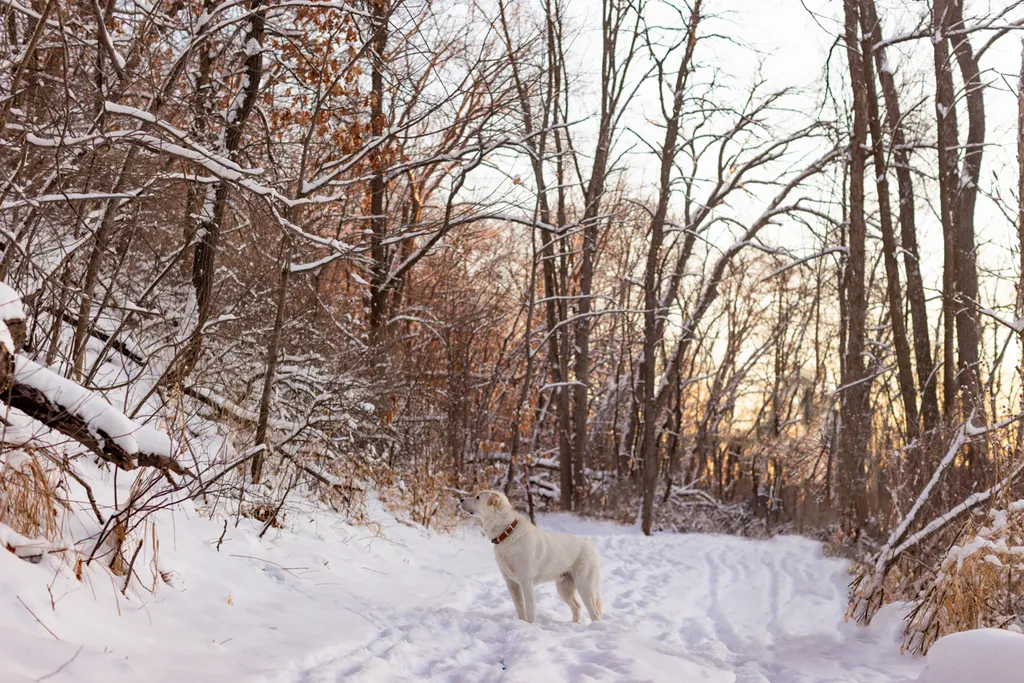 Sunrise Snowstorm session, photo 18 of 58