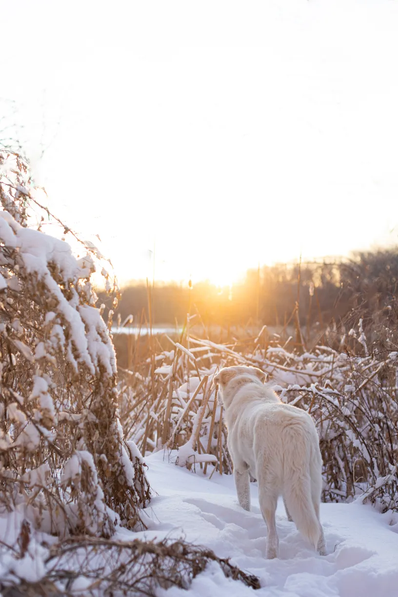 Sunrise Snowstorm session, photo 24 of 58