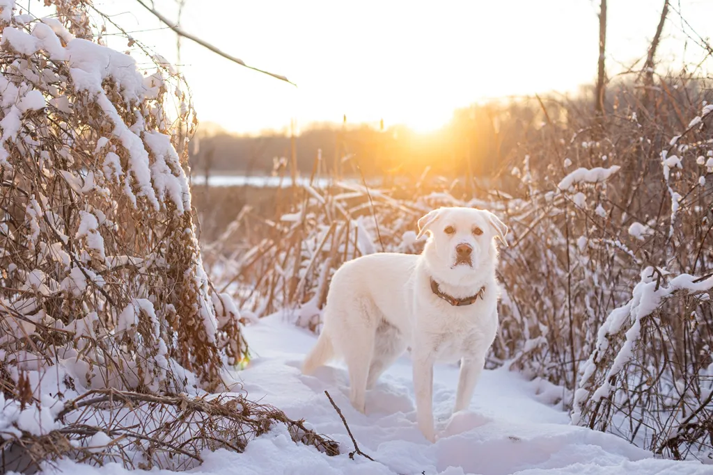 Sunrise Snowstorm session, photo 19 of 58