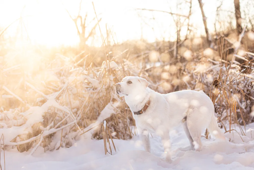 Sunrise Snowstorm session, photo 22 of 58