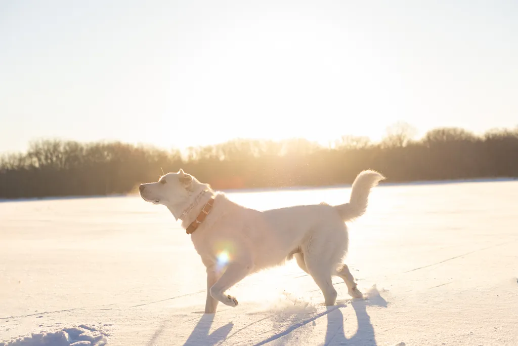 Sunrise Snowstorm session, photo 32 of 58