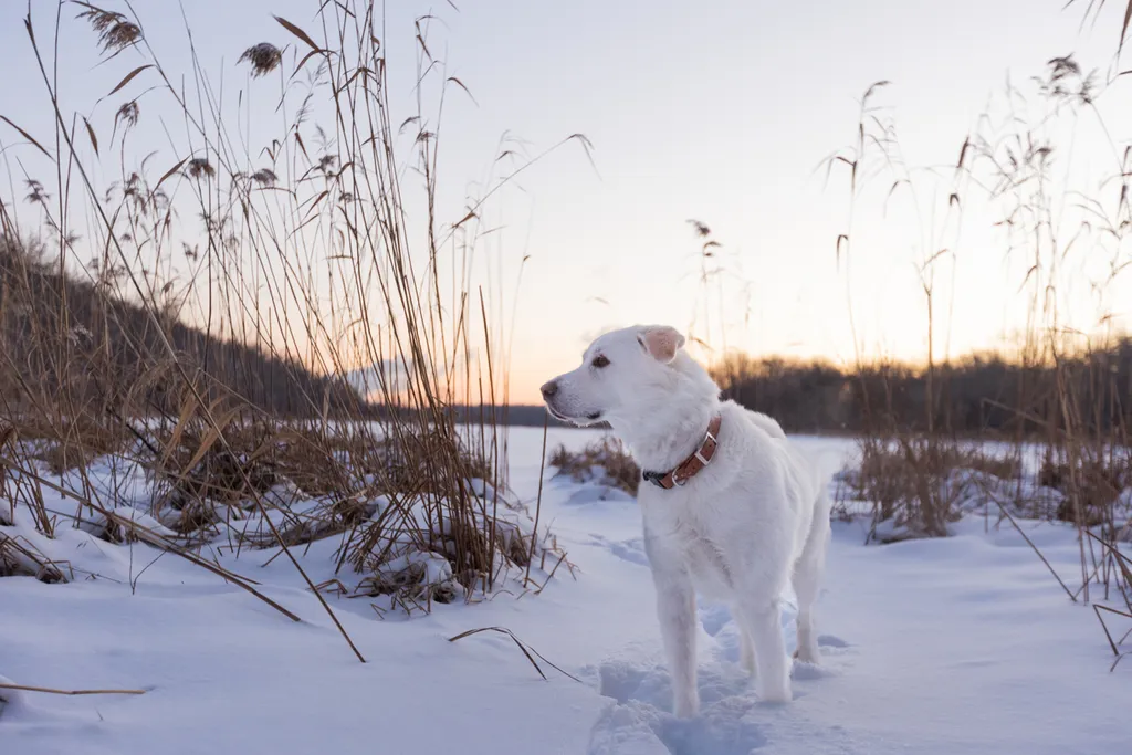Sunrise Snowstorm session, photo 4 of 58