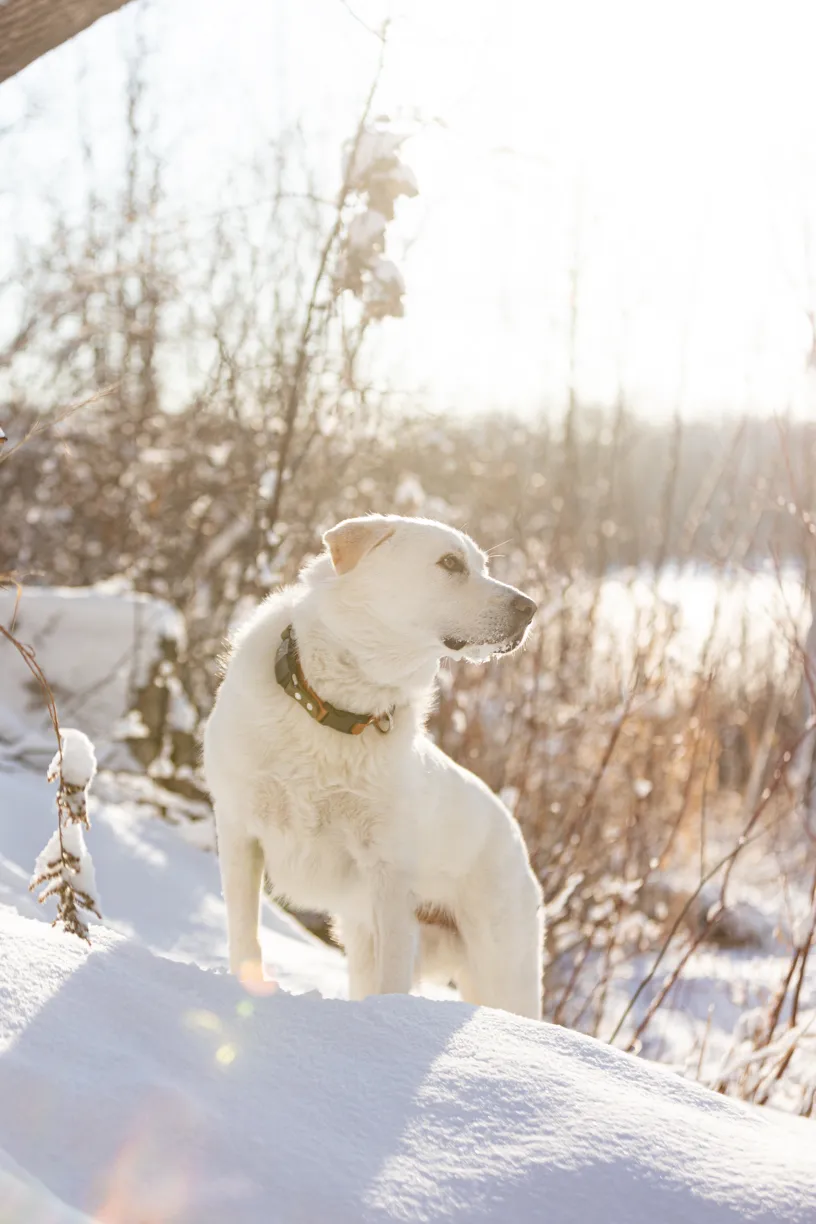 Sunrise Snowstorm session, photo 55 of 58