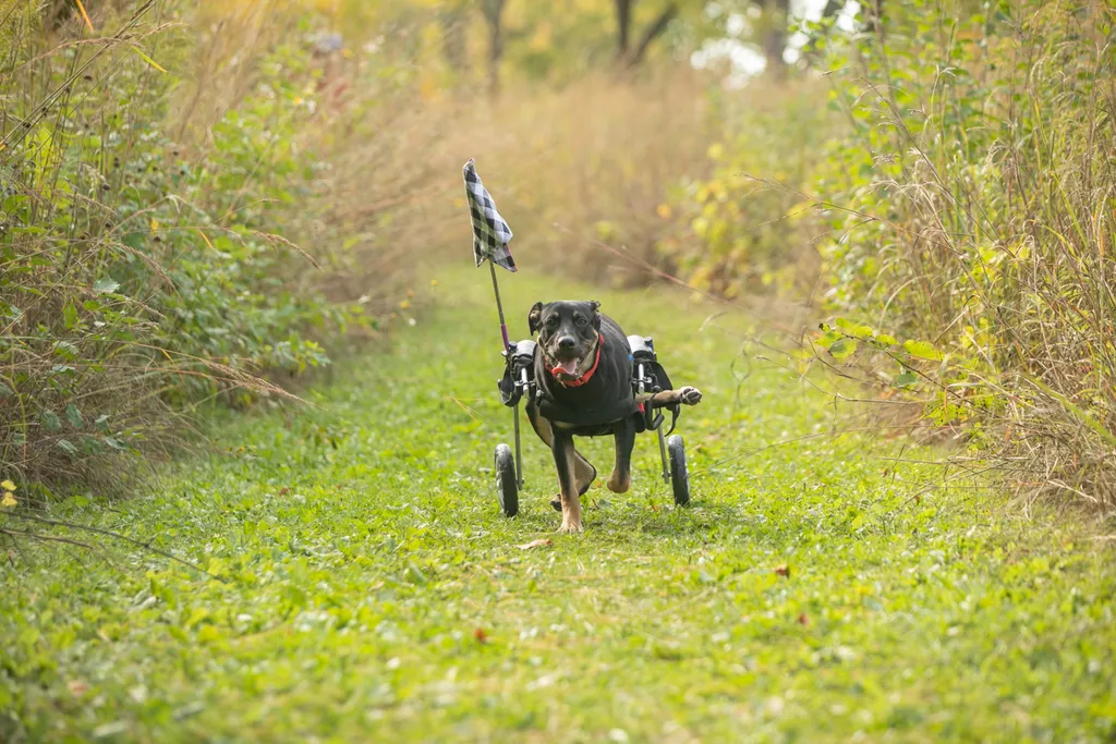 Survivor the rescue dog, photo 7 of 15