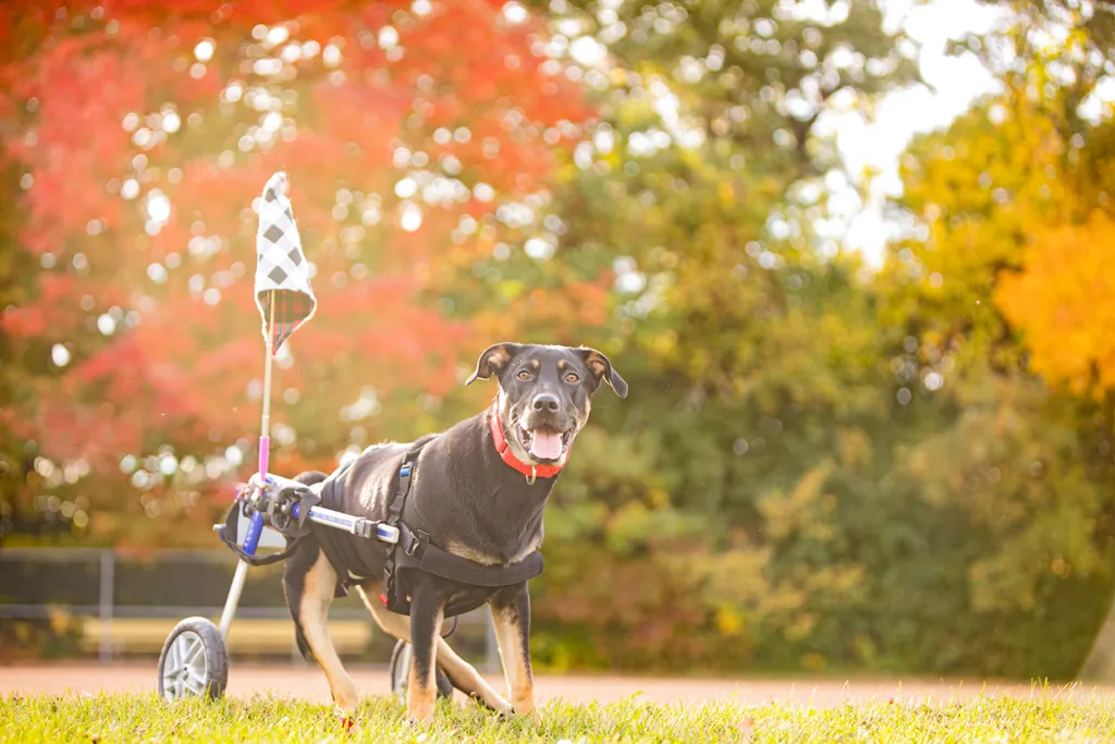 Survivor the rescue dog, photo 14 of 15