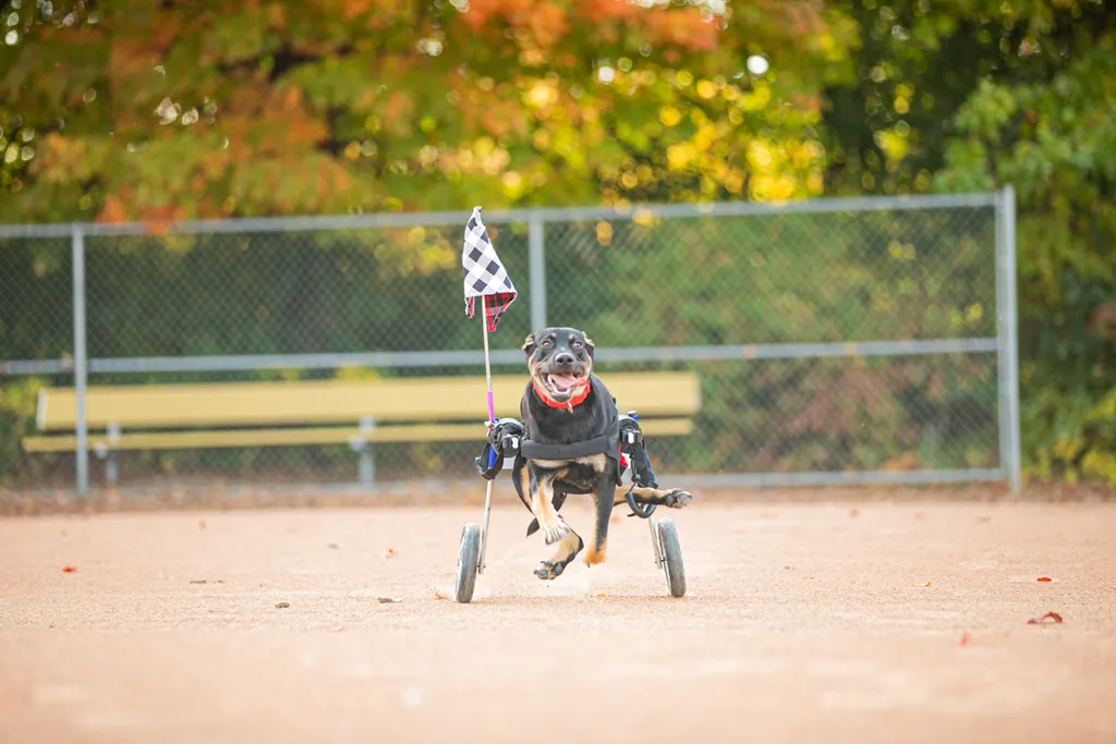 Survivor the rescue dog, photo 13 of 15