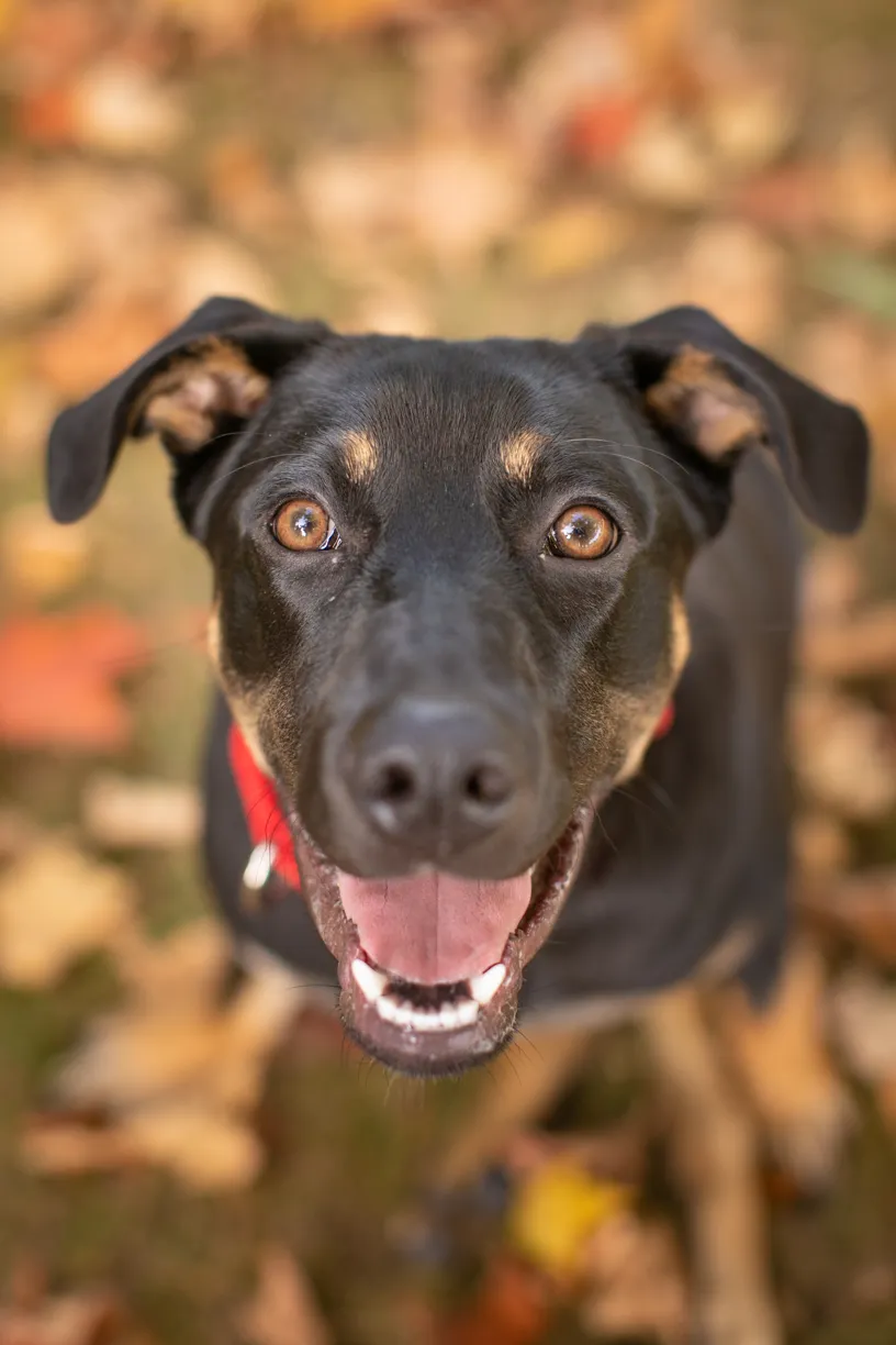 Survivor the rescue dog, photo 15 of 15