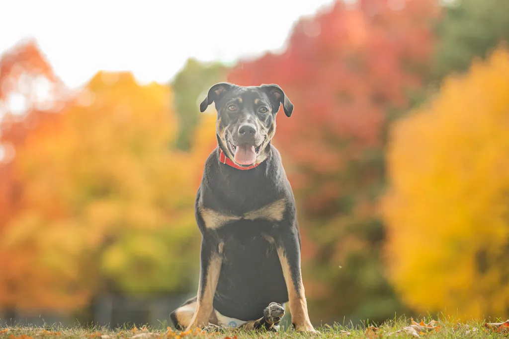 Survivor the rescue dog, photo 10 of 15