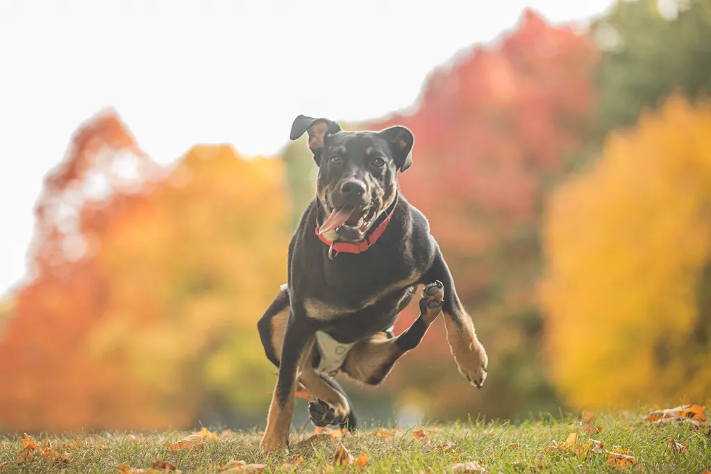 Survivor the rescue dog, photo 11 of 15