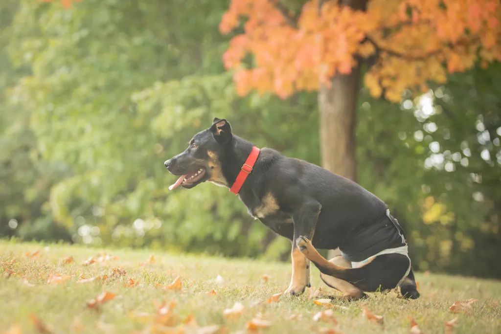 Survivor the rescue dog, photo 12 of 15