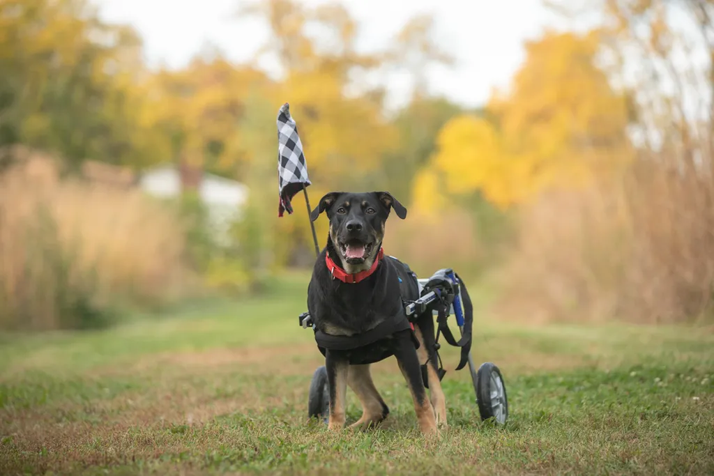 Survivor the rescue dog, photo 9 of 15