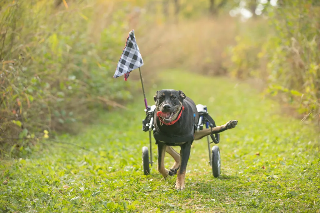 Survivor the rescue dog, photo 6 of 15