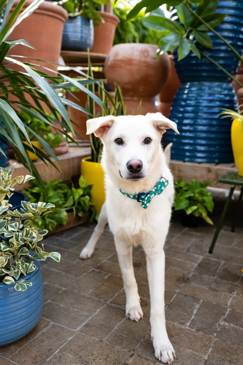 white dog photo at greenhouse