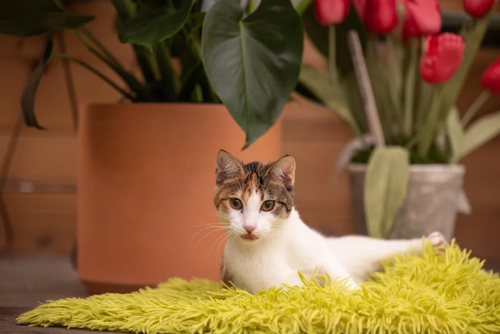 cat laying on ground
