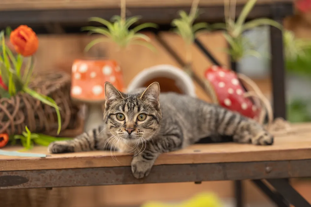 cat laying on table